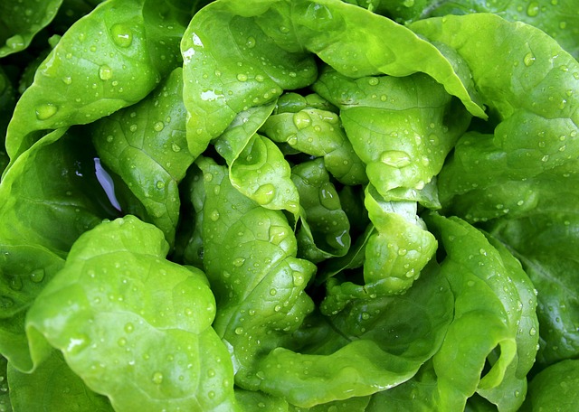 Zelena salata